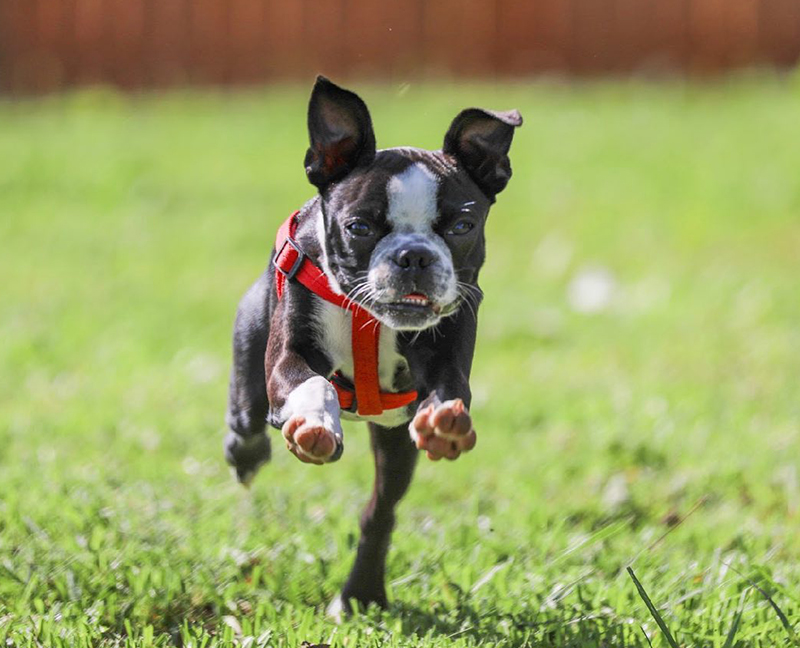 Photo of a Dog running at Seneca Stag Brewery